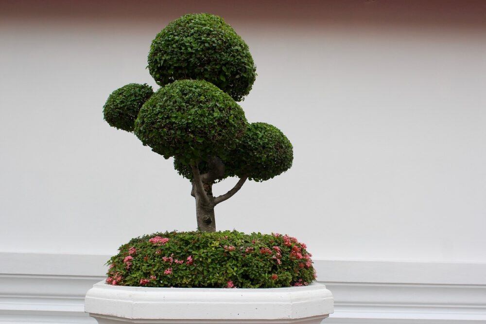 fikus bonsai ziemia