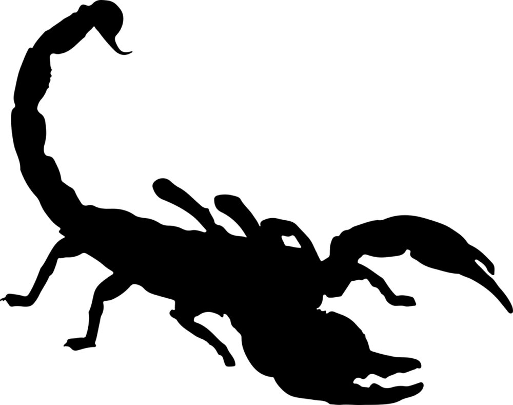 skorpion na szyi